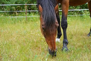 Trakehner Feldmeyer auf der Weide