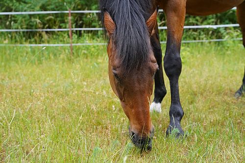 Trakehner Feldmeyer in de wei
