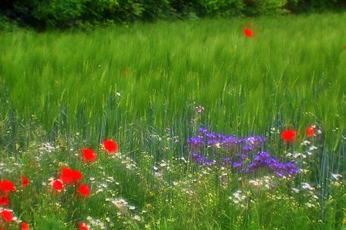 Mohn 11
