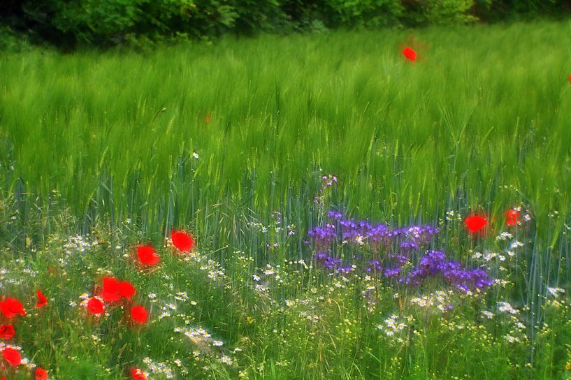 Graine de pavot 11 par Edgar Schermaul