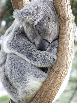 Koala -Lazy afternoon van Gisela- Art for You