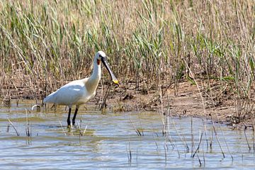 Natuur | Vogelspotten | Lepelaar | Texel van Claudia van Kuijk