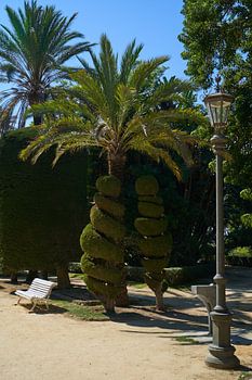 Ein Treffen der Bäume