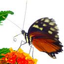 Vlinderkasvlinder1 van Sybren Visser thumbnail