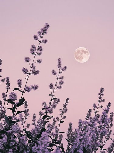 Purple flowers and white moon