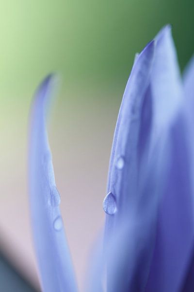 Water drops on a leaf of a water lily by Irma Grotenhuis