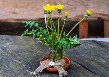 Löwenzahn Blume Kunst Bild Wand von Animaflora PicsStock