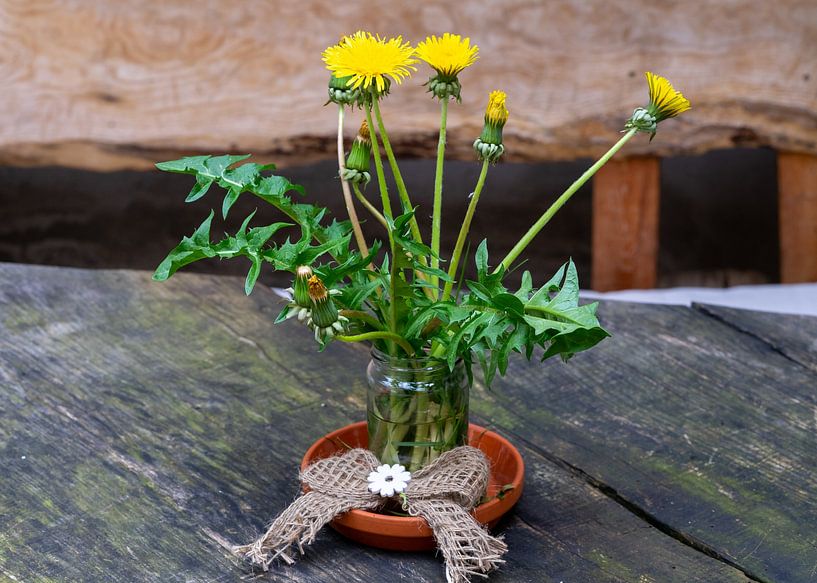 Löwenzahn Blume Kunst Bild Wand von Animaflora PicsStock