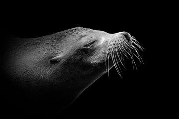 Relaxte zeeleeuw van Anja Wessels Fotografie