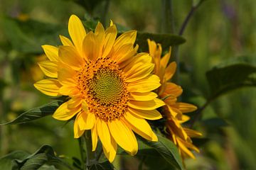 Beautiful sunflowers van Ursula Di Chito