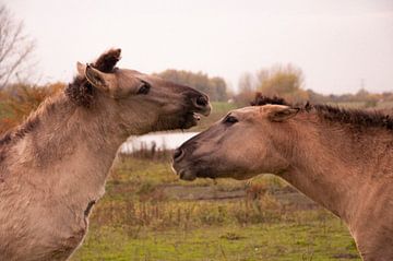 Konikpaarden van NanKee Fotografie