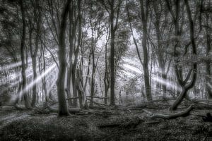 Sunbeams by Niels Barto