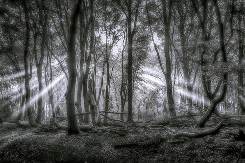 Rayons de soleil