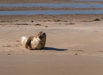 Zeehondje van Ingrid Aanen