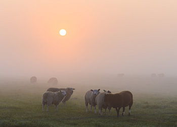sfeer bij de schapen