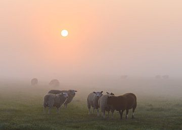 sfeer bij de schapen van Tania Perneel