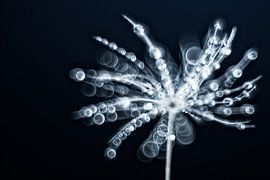 FragileFragile, une peluche couverte de gouttes d'eau sur Gerry van Roosmalen