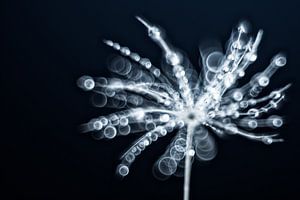 FragileFragile, une peluche couverte de gouttes d'eau