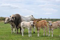 Piemontese family