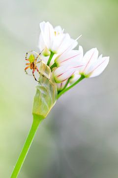 Komkommerspinnetje op witte bloemetjes sur Dennis van de Water