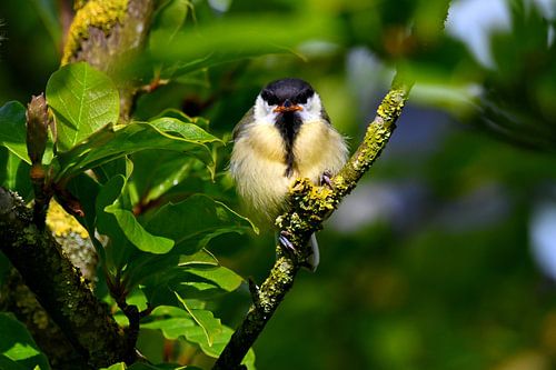 Great tit on a branch