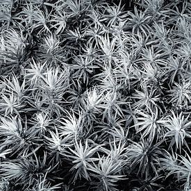 repetitive ground cover Eerde by Enrico Veneziano