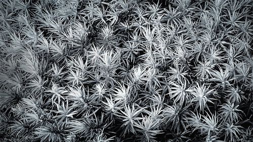 repetitive ground cover Eerde