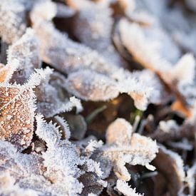 Winter scenes frozen leaves by Romy Smink