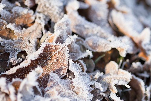 Scènes d'hiver feuilles gelées
