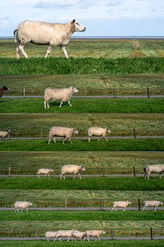 Slaap kindje slaap, daar buiten loopt een schaap van Kok and Kok