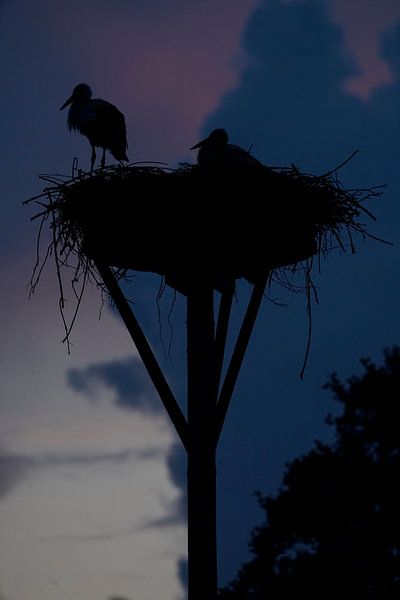 Warten auf die untergehende Sonne von Herman Peters