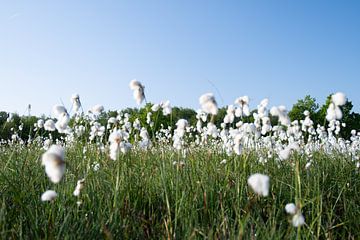 floraison de l'herbe des marais sur Jean's Photography