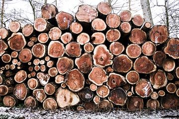 Wood van Jarno Bonhof