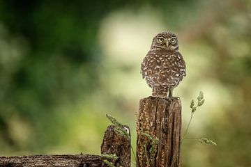Litte Owl by Menno Schaefer
