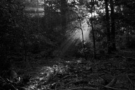 Licht auf dem Waldboden von Jurjen Melinga