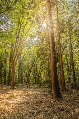 See the sun shining through the trees...