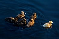 Groupe de canards nageant au coucher du soleil par Eyesmile Photography Aperçu