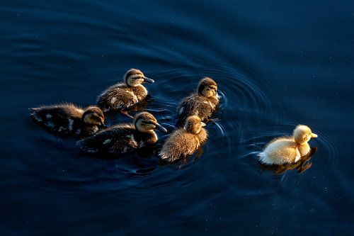 Groep eenden kuikens zwemmen bij zonsondergang