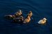 Gruppe von Enten schwimmen bei Sonnenuntergang von Eyesmile Photography