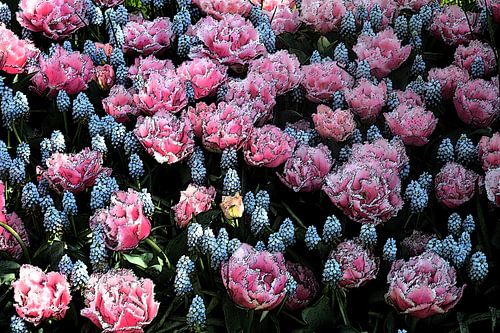 Bloenen