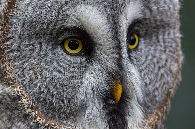 uil von eric brouwer