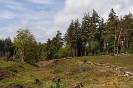 Die waldreiche Landschaft auf dem Lemelerberg von Deborah de Meijer