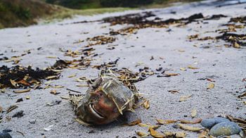 Whangarei heads, New Zealand
