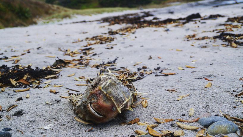 Whangarei heads, New Zealand by Malou Roos