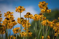 Gelbe Echinacea