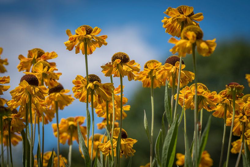 Echinacea par Ingrid Ronde