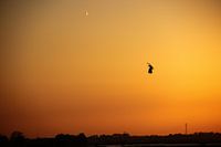sunset with bird