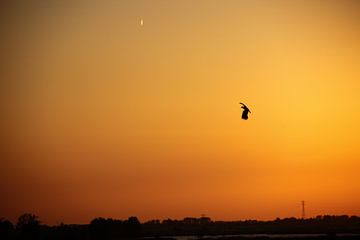Zonsondergang met vogel na een lente dag van Ruud Wijnands