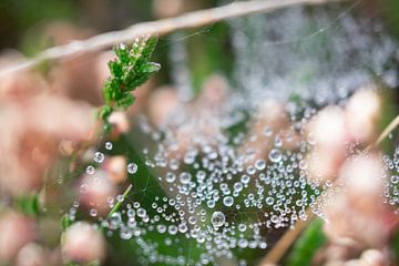 Close up van waterdruppels op een spinneweb van Dianne Pullen