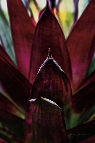 Succulent Detail I, Elise Catterall